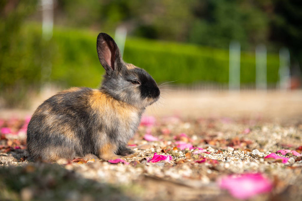 Mignons lapins sauvages sur l'île Okunoshima sous un ciel ensoleillé, connu sous le nom de "Rabbit Island". Nombreux lapins sauvages qui errent sur l'île, ils sont plutôt apprivoisés et s'approcheront des humains. Hiroshima, Japon
. - Photo, image