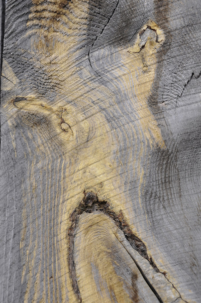 Wood texture. - Photo, Image