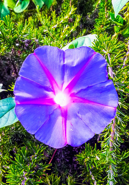 Flor púrpura con centro blanco y estrella rosa con hojas verdes de fondo
 - Foto, imagen