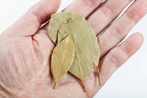 χέρι κρατήστε κοντινό πράσινα αποξηραμένα φύλλα δάφνης. - Φωτογραφία, εικόνα