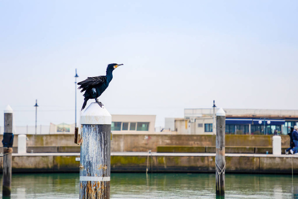 Eurooppalainen Shag - musta lintu Riminin satamassa, Italia
 - Valokuva, kuva