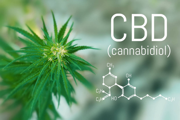 Molecular structure medical chemistry formula cannabis of the CBD. Medicinal cannabis with extract oil - Photo, Image