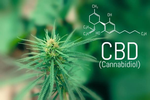 Struttura molecolare formula chimica medica cannabis del CBD. Cannabis medicinale con olio di estratto
 - Foto, immagini