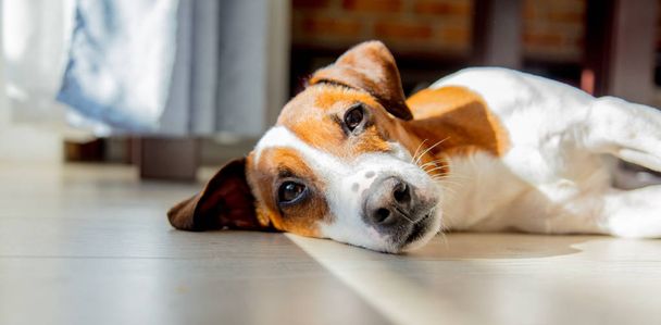Молодий джек-російський тер'єр собака спить на підлозі в кімнаті біля вікна
.  - Фото, зображення