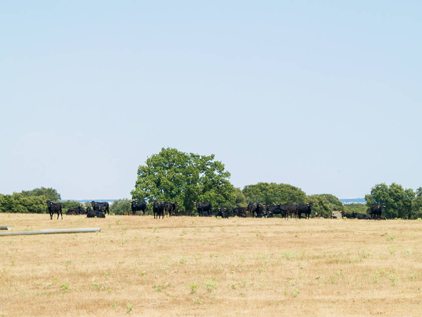Een kudde koeien grazen in Salamanca (Spanje) - Foto, afbeelding