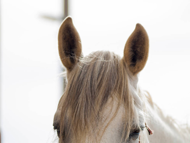 Beautiful  horse  on a farm on countryside - Fotoğraf, Görsel