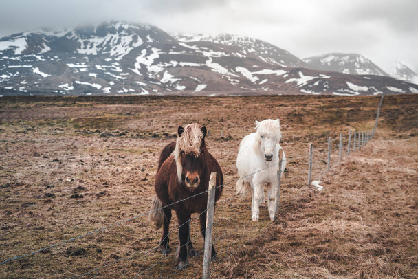 Icelandic horses. The Icelandic horse is a breed of horse developed in Iceland. Although the horses are small, at times pony-sized, most registries for the Icelandic refer to it as a horse. - Foto, afbeelding