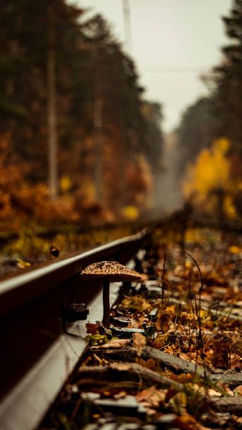 Bosque de otoño en Pushcha-Vodytsia, hongo forestal cerca del ferrocarril; Kiev, Ucrania
 - Foto, imagen