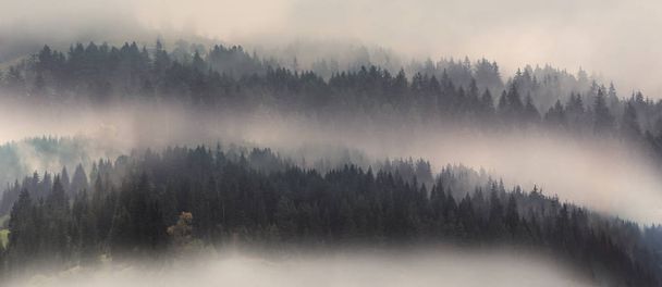 Picturesque mountain landscape with fir forest in fog  - Фото, зображення