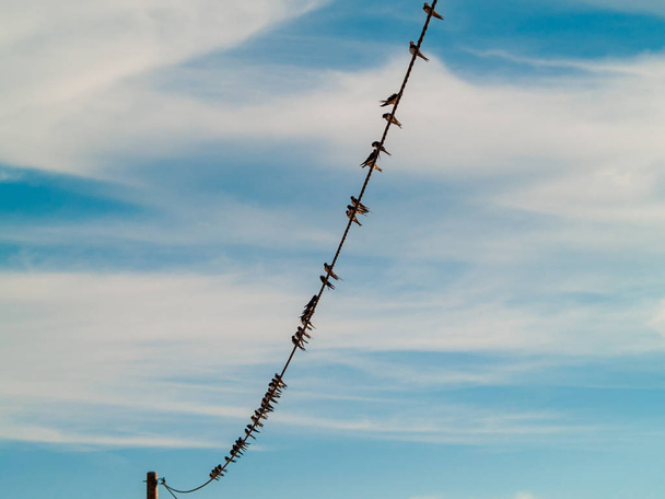 los pájaros están sentados en el cable
 - Foto, Imagen