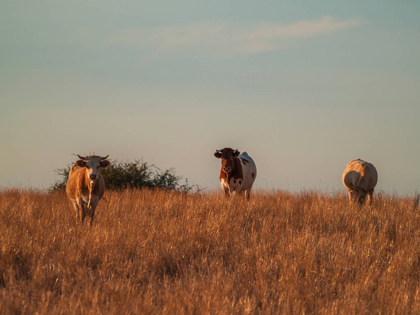 カベサ · デ ディエゴ ・ ゴメス、サラマンカ、スペインの田舎で放牧牛 - 写真・画像