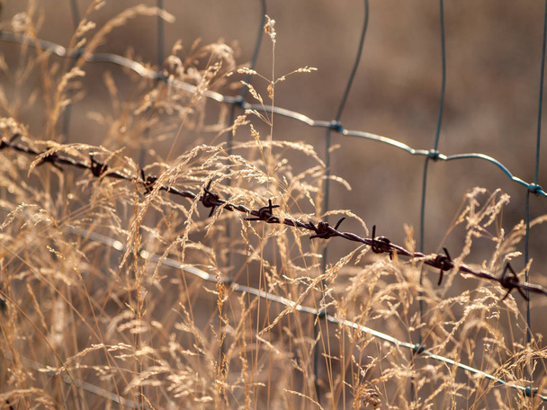 дротова огорожа на полі, Саламанка, Іспанія - Фото, зображення