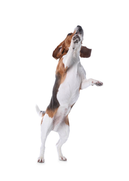 Beautiful beagle dog on white background. Adorable pet - Zdjęcie, obraz
