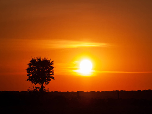 Céu laranja romântico ao pôr-do-sol com poucas nuvens e rastos químicos na silhueta dehesa e árvore
 - Foto, Imagem