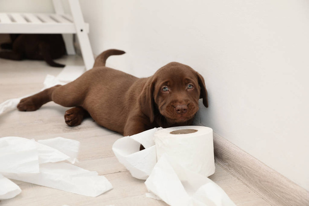 Cute chocolate Labrador Retriever puppy and torn paper on floor indoors - Valokuva, kuva
