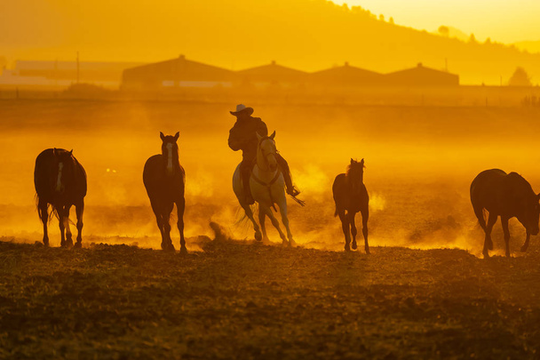 A Mexican Charro rounds up a herd of horses running through a field on a Mexican Ranch at sunrise - Foto, immagini
