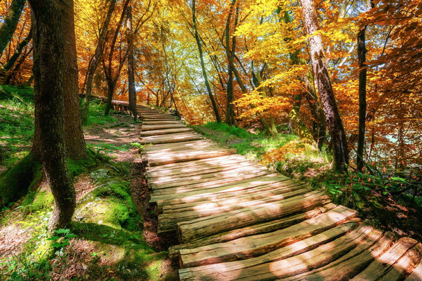 Красивая деревянная тропа для прогулок на природе по пышному лесному ландшафту в национальном парке Плитвицкие озера, природное наследие ЮНЕСКО и знаменитое туристическое направление Хорватии
. - Фото, изображение
