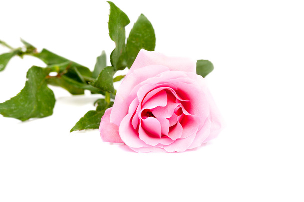 růžová růže na bílý povrch - Fotografie, Obrázek