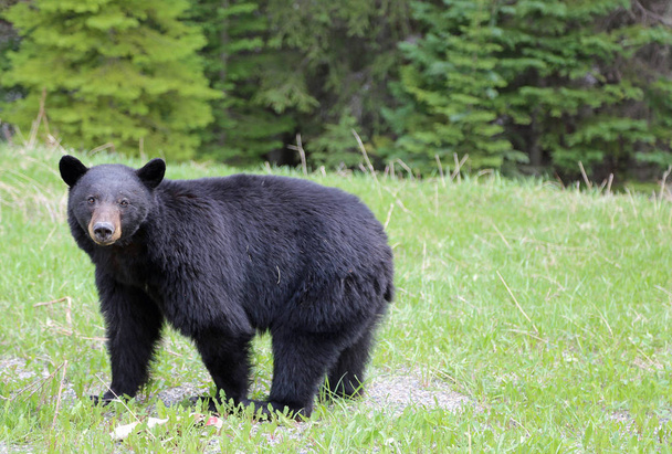Black bear watching - Kootenay National Park, Canada, British Columbia - Foto, Bild