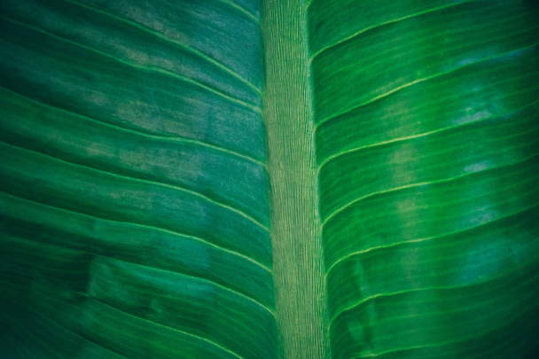 Γκρο πλαν φυλλώματα από τροπικά φύλλα σε σκούρο πράσινο υφή, αφηρημένου χαρακτήρα φόντο. vintage χρωματικό τόνο. - Φωτογραφία, εικόνα