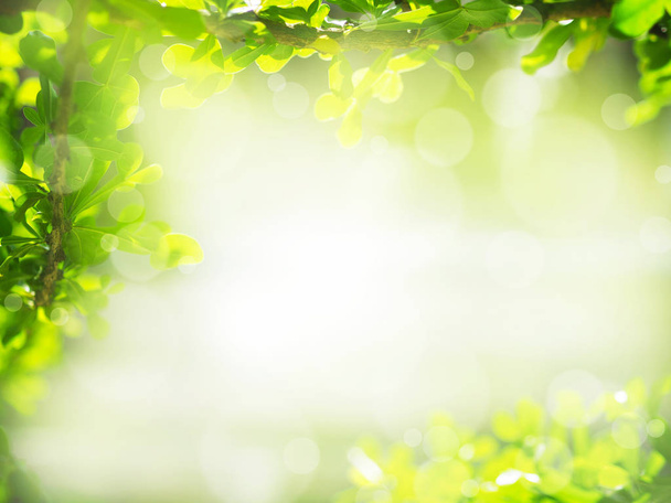Close up tropical green leaves over greenery background with copy space, soft style. - 写真・画像