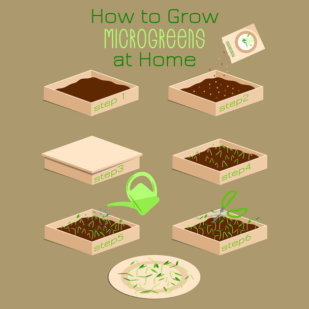 Infographic nasıl microgreens evde büyümeye. Altı adımda microgreen toprak ile bir kutu içinde büyümek için. Ambalaj tasarım tohum, microgreens, sprouters - Vektör, Görsel