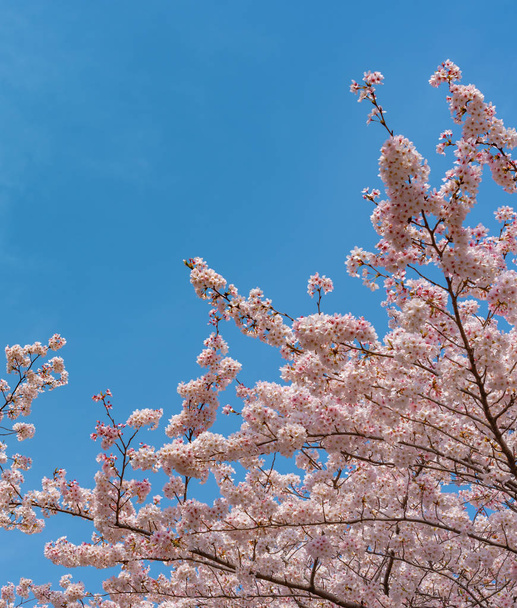 Festival, Meguro Sakura (třešňový květ). Třešňový květ plný květ v jarní sezóně na řeky Meguro, Tokio, Japonsko. Mnoho návštěvníků do Japonska se rozhodli cestovat do třešní. - Fotografie, Obrázek