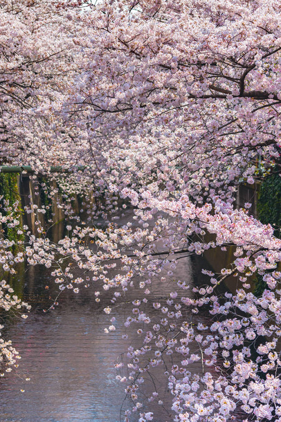 Φεστιβάλ Meguro Sakura (κεράσι ανθίσει). Κεράσι ανθίσει πλήρη άνθιση άνοιξη σεζόν στον ποταμό Meguro, Τόκιο, Ιαπωνία. Πολλοί επισκέπτες στην Ιαπωνία επιλέγουν να ταξιδέψουν στην εποχή της κερασιάς. - Φωτογραφία, εικόνα