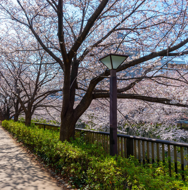 Meguro Sakura (flor de cerejeira) Festival em plena floração. Flor de cerejeira vai começar a florescer em torno do final de março em Tóquio, Muitos visitantes para o Japão optar por viajar na temporada de primavera
 - Foto, Imagem