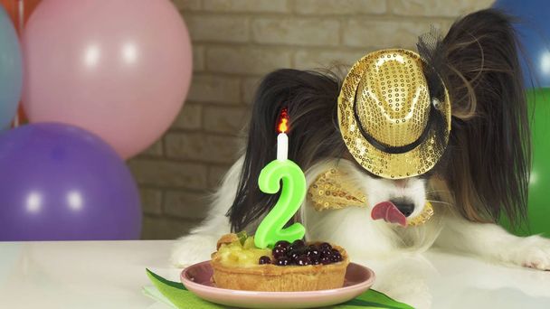 Fantasia Dog Papillon comer bolo de aniversário com vela
 - Foto, Imagem