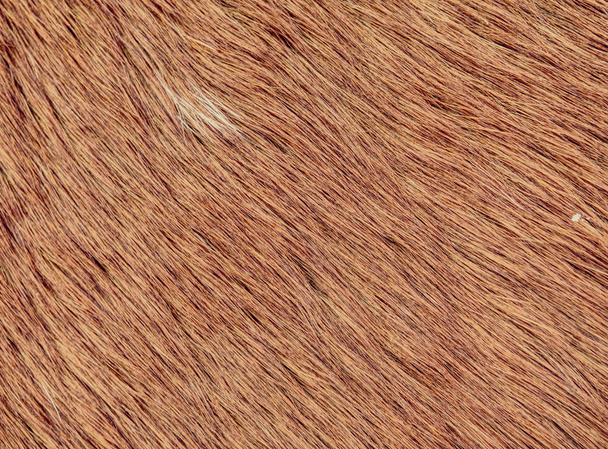 Fluffy wet brown horse winter fur. Animal hair of fur ponny leather. Natural Fluffy brown cowhide body - Photo, Image