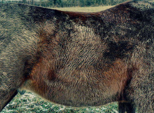 Detalle de pelo de caballo crecimiento y composición de la piel
 - Foto, imagen