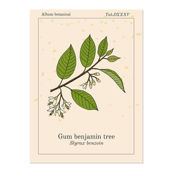 Gum benjamin tree Styrax benzoin , medicinal plant - Vector, Image