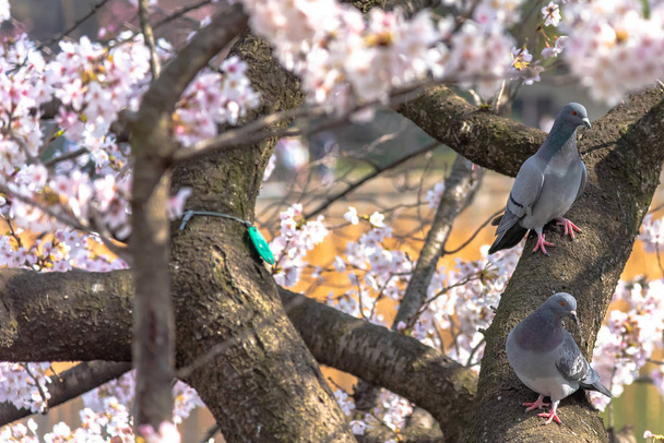 東京都の上野公園湖周辺自然バック グラウンドと春の晴れた日にクローズ アップかわいい鳩鳥と桜の花満開. - 写真・画像