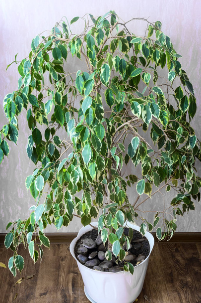 Beautiful decorative house plant ficus benjamina growing in a white flower pot. - Photo, Image