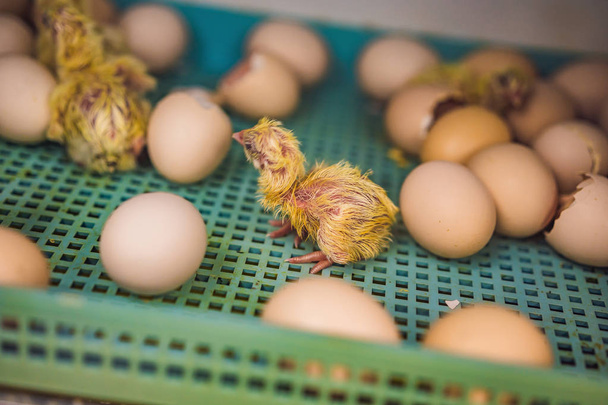Large group of newly hatched chicks on a chicken farm - Foto, Bild