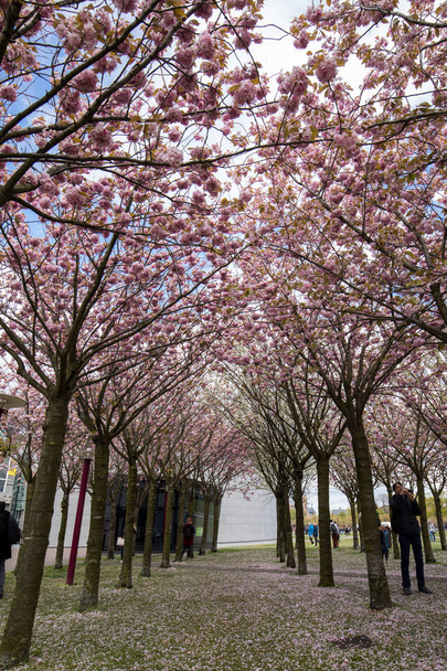 AMSTERDAM, PAESI BASSI - 22 APRILE 2017: Giardino con alberi fioriti ispirato ai dipinti di Van Gogh tra il museo Van Gogh e il Rijksmuseum in una giornata primaverile. Amsterdam, Paesi Bassi
 - Foto, immagini