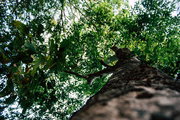 Vista de uma árvore na selva no sul da Índia
 - Foto, Imagem