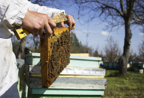 favo de mel com abelhas em quadros
 - Foto, Imagem