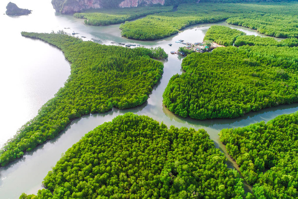 Forêt tropicale verte de mangrove avec la manière de bateau vue aérienne
 - Photo, image