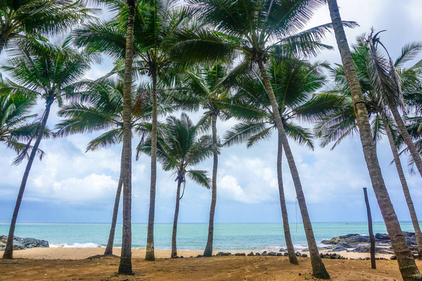 Palm trees of the tropical peninsula near the village of Gokarna. India - Foto, afbeelding