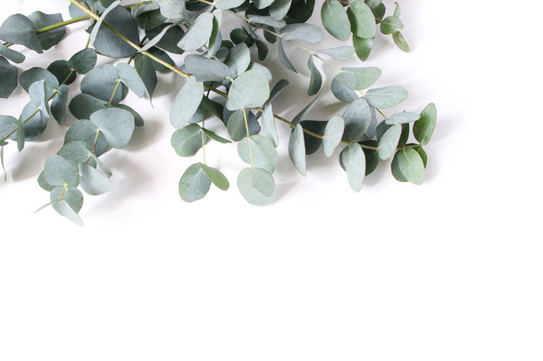 Closeup of green eucalyptus leaves and branches isolated on white table background. Modern floral composition, botanical frame, banner. Feminine styled stock image. Flat lay, top view. - Fotografie, Obrázek