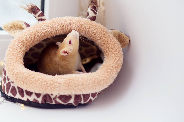 La rata roja decorativa doméstica con ojos rojos se sienta en una suave cabaña para ratas y la huele
 - Foto, Imagen