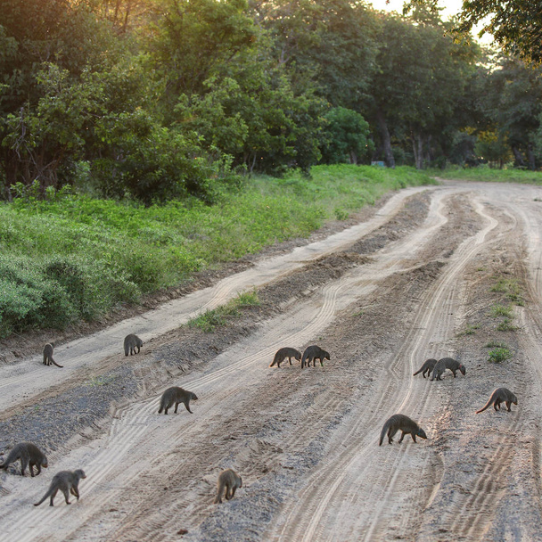 アフリカでマングースドワーフ動物 - 写真・画像