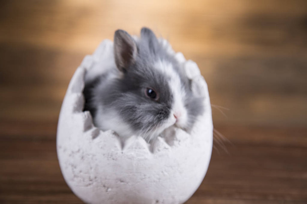 Easter rabbit in egg shells. - Φωτογραφία, εικόνα