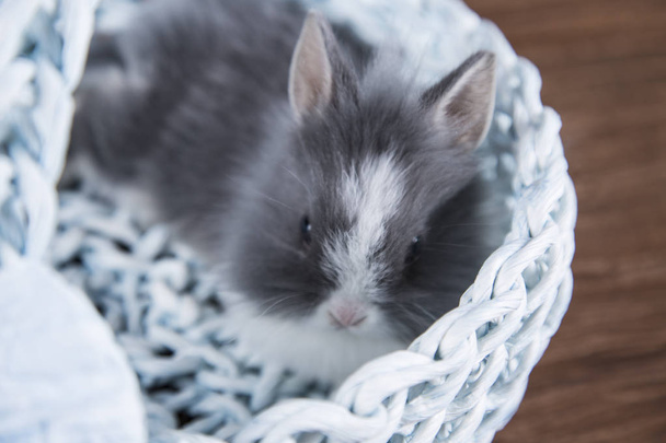 Easter rabbit in a bucket. - Fotografie, Obrázek