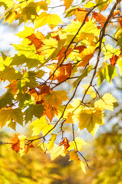 Листя дерева в осінніх кольорах
. - Фото, зображення