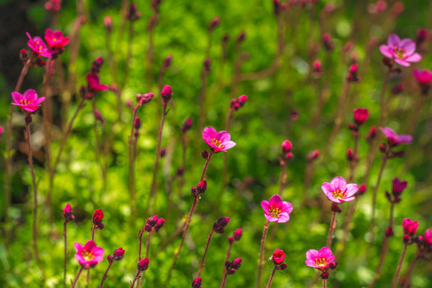 Saxifraga, el rompepiedras florece en el jardín
. - Foto, imagen