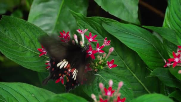 Butterfly Common Mormon - Záběry, video