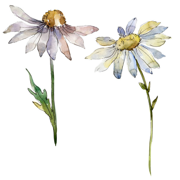 White daisy floral botanical flower. Watercolor background illustration set. Isolated daisies illustration element. - Photo, Image